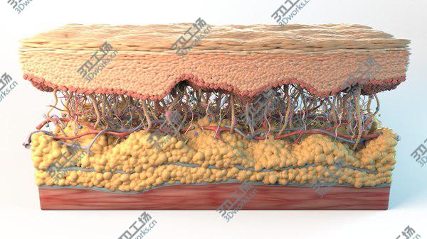 images/goods_img/20210312/3D model Skin Cross Section/2.jpg